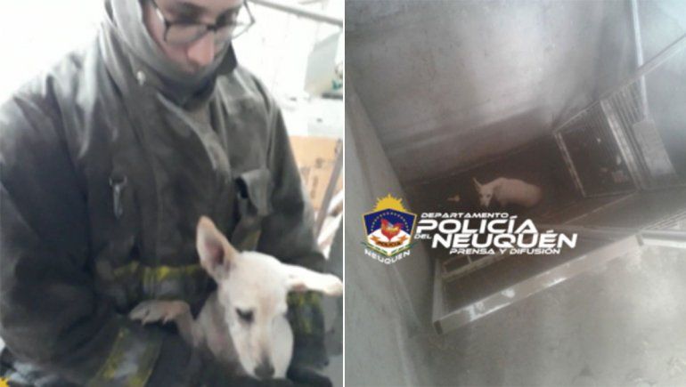 Bomberos rescataron a perrito que cayó al pozo del ascensor