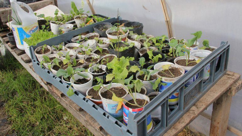 Muchos neuquinos están incorporando una costumbre que solían tener sus padres o abuelos.