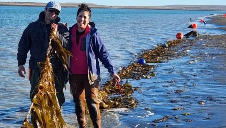 Del mar a la producci&oacute;n: Santa Cruz desarrolla el primer cultivo de algas de la Argentina