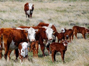 Preocupación entre los productores de la Patagonia por el cierre de la frontera con Chile.