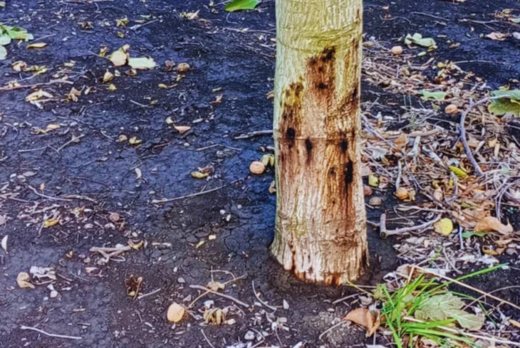 Los resultados no confirmaron la presencia de Phytophthora en ninguna de las 13 muestras procesadas. Foto: INTA Los resultados no confirmaron la presencia de Phytophthora en ninguna de las 13 muestras procesadas. Foto: INTA