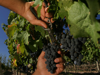 Una Argentina extrema con vinos singulares. Foto: WOFA