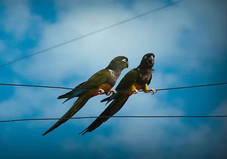 Los loros barranqueros tienen a mal traer a la gente del EPEN
