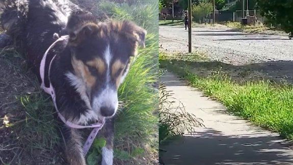 Le formularon cargos al hombre que mató brutalmente a una perrita
