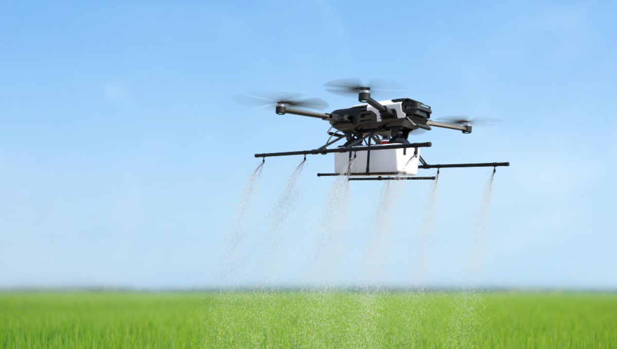 En Chubut fumigan con drones para intentar combatir a la tucura sapo. (Foto ilustrativa).