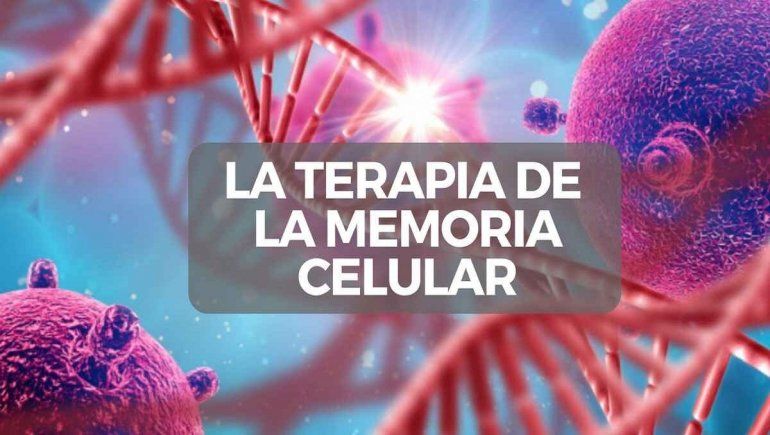 Anticuerpos: en Australia estudian nueva teoría de memoria celular