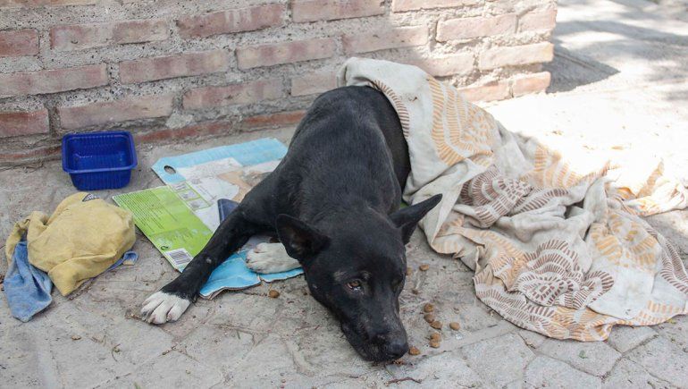 Indignación en Cipolletti: atropelló a un perro y lo abandonó