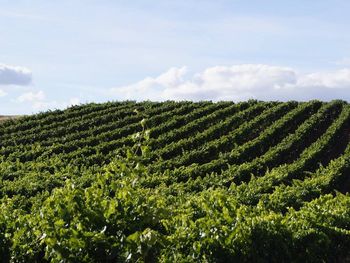 La industria del vino enfrenta su peor momento en décadas, con cifras a la baja que están obligando a los productores a redefinir su modelo productivo.