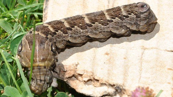La extraña oruga de dos cabezas que llamó la atención de todos