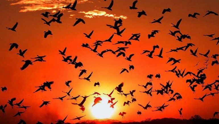 Los aspectos positivos y negativos de soñar con aves