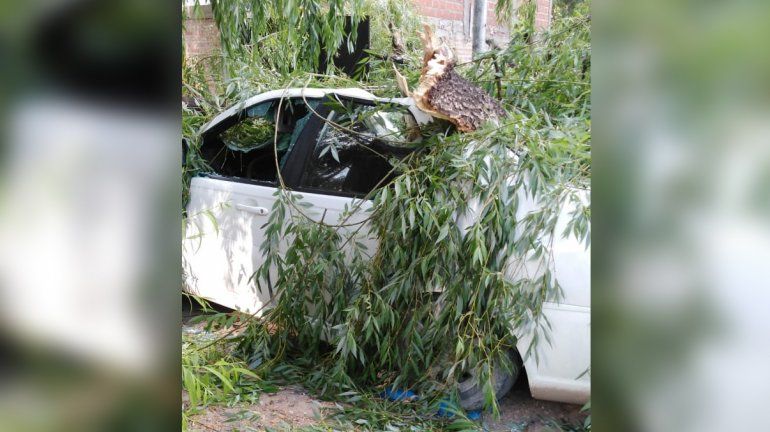 Vista Alegre: un viejo árbol cayó y aplastó un auto estacionado