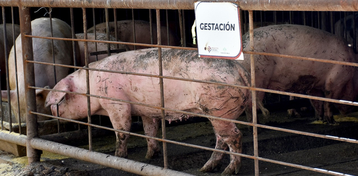 El laboratorio de mejoramiento genético porcino funciona desde el 2022. Foto: gobierno de Neuquén. El laboratorio de mejoramiento genético porcino funciona desde el 2022. Foto: gobierno de Neuquén.