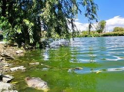 Se evalúa qué medidas se tomarán con el responsable de los vertidos a la laguna. Se evalúa qué medidas se tomarán con el responsable de los vertidos a la laguna.