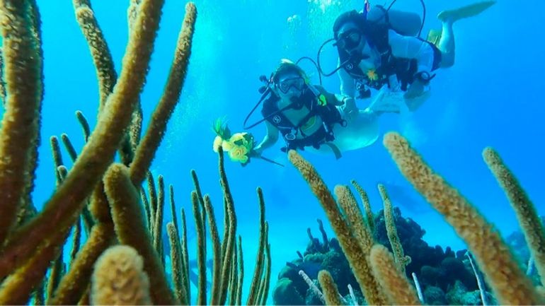 La pareja de Sofía y Damián dio el sí bajo el mar.