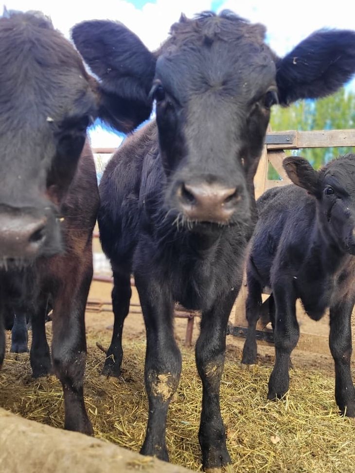 En Japón, tiene un status especial desde 1997. Foto: gentileza En Japón, tiene un status especial desde 1997. Foto: gentileza