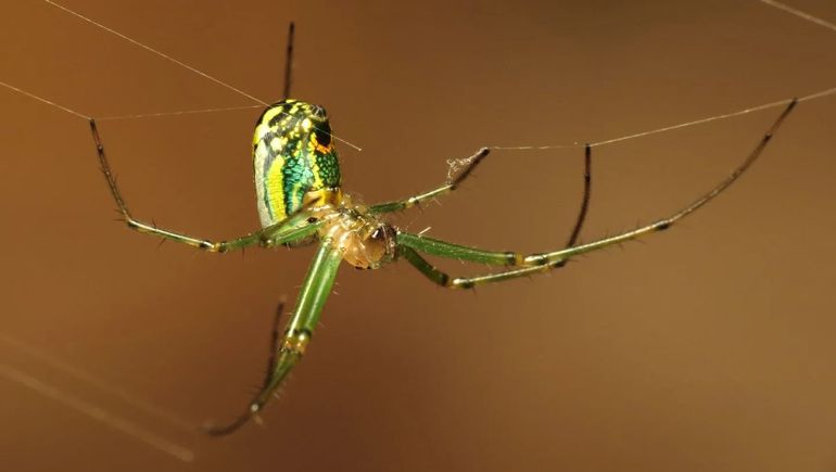 Las arañas del banano suelen esconderse entre hojas y racimos de fruta, lo que facilita su llegada accidental a supermercados. Las arañas del banano suelen esconderse entre hojas y racimos de fruta, lo que facilita su llegada accidental a supermercados.
