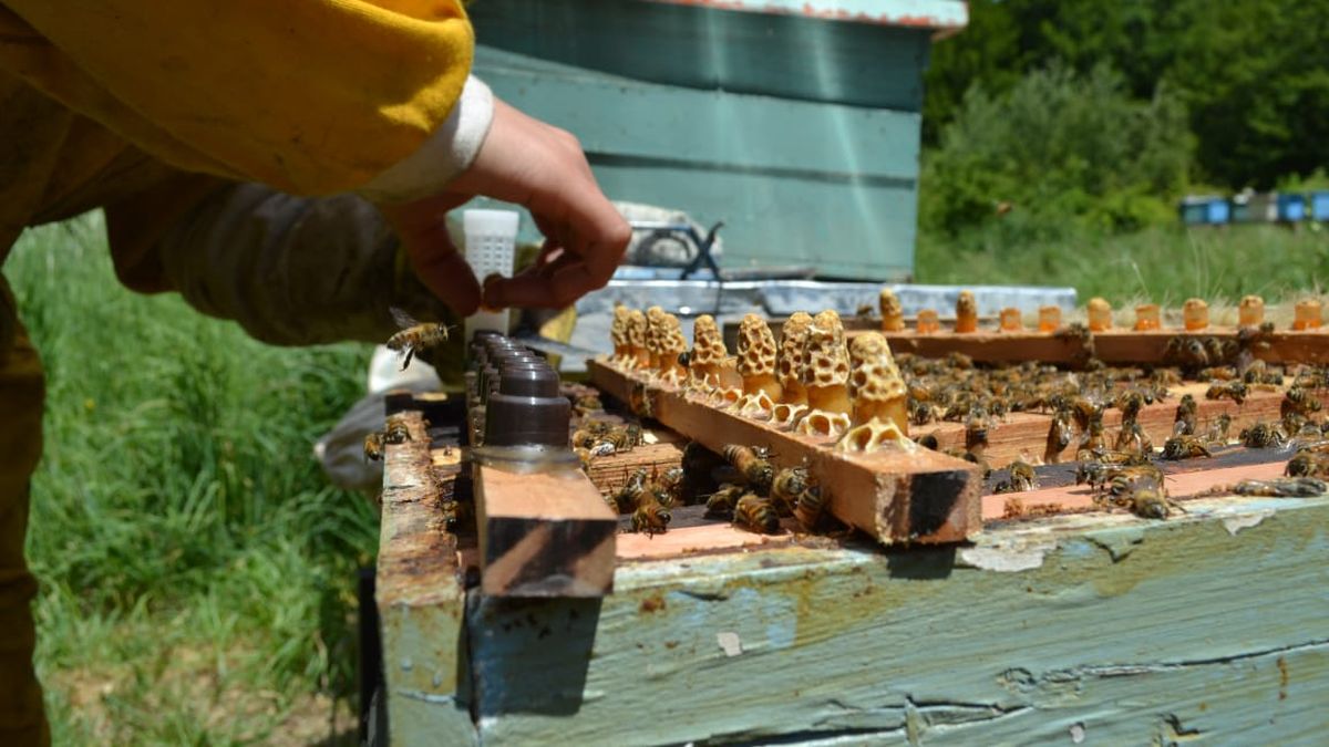 En Neuquén, hay más de 13 tipos de miel: ¿cuáles son? thumbnail