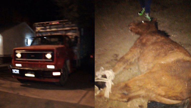 Encontró a su potrillo robado y denunció: Lo iban a faenar y vender por partes