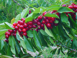 La Agencia de Extensión Rural de Los Antiguos aporta en mejorar las prácticas de cosecha y postcosecha. Foto: INTA La Agencia de Extensión Rural de Los Antiguos aporta en mejorar las prácticas de cosecha y postcosecha. Foto: INTA