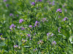 El material del INTA está disponible online. El material del INTA está disponible online.