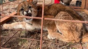 Un vecino se encontró con un puma que cruzaba la ruta: así intervino Fauna