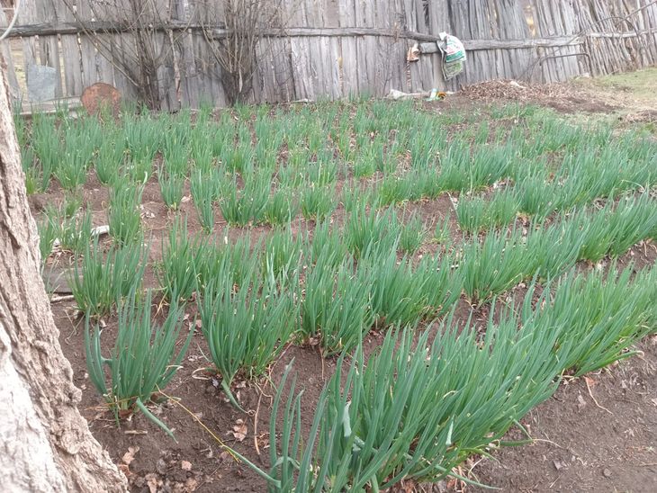 El tesoro de la estepa patagónica: la huerta de Doña Nora 