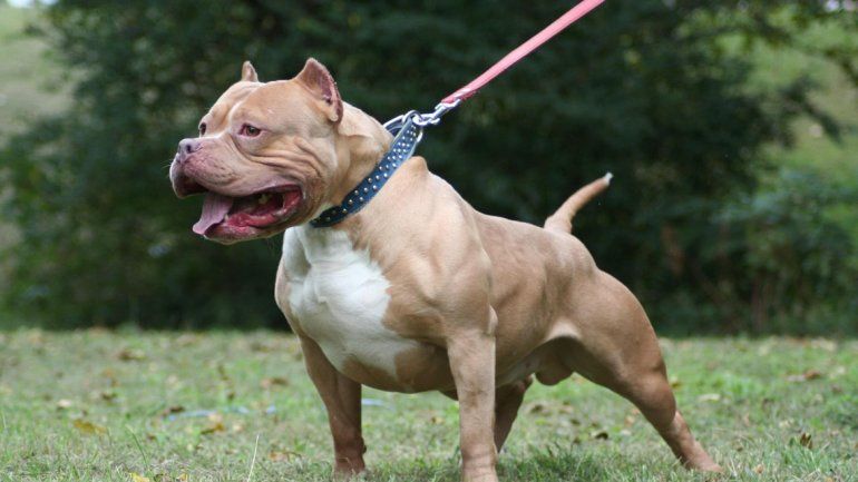 El ataque del perro sucedió en 2014 y terminó con la vida de un niño de tan sólo dos años.
