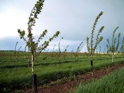 La importación de portainjertos libres de virus abre nuevas posibilidades de rendimiento, estabilidad productiva y diversificación varietal en la región. La importación de portainjertos libres de virus abre nuevas posibilidades de rendimiento, estabilidad productiva y diversificación varietal en la región.