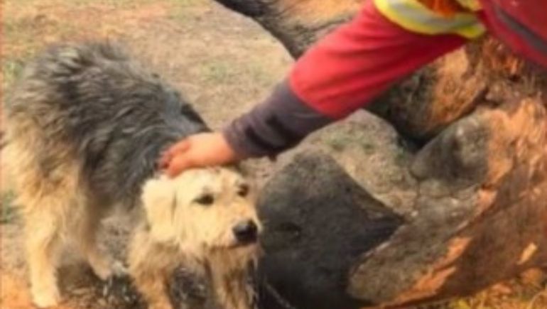 El perro rescatado por los Brigadistas en medio del incendio.