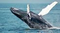 Jorobadas del Beagle: un plan con ciencia participativa para identificar a las ballenas.