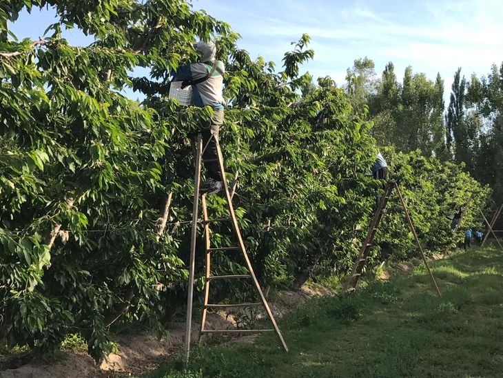 Desde hace 15 años, la demanda es sostenida. Desde hace 15 años, la demanda es sostenida.