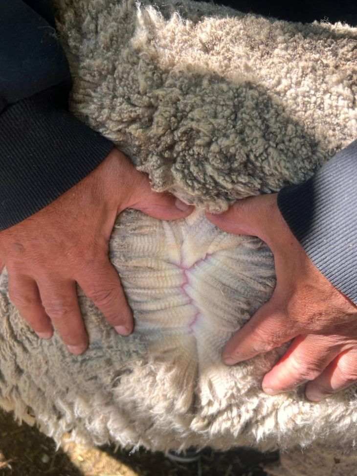 Genética de punta: La Cabaña Doña Amalia destaca por la alta calidad de su lana Merino. Genética de punta: La Cabaña Doña Amalia destaca por la alta calidad de su lana Merino.