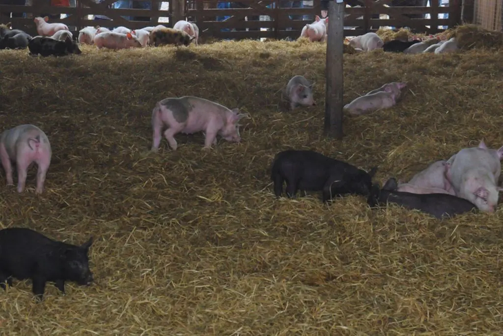 A partir de los 27 grados centígrados, el animal empieza a sufrir las consecuencias. Foto: INTA A partir de los 27 grados centígrados, el animal empieza a sufrir las consecuencias. Foto: INTA