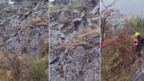 video: rescataron a un perro que no podia bajar del cerro curruhinca