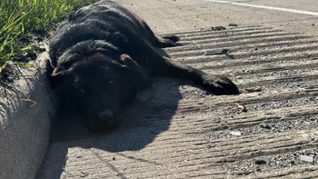 perra fue atropellada en una autopista y cuando los rescatistas llegaron, encontraron algo inesperado