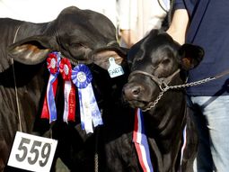 vacunacion contra la aftosa: el debate que divide al sector carnico en paraguay vacunacion contra la aftosa: el debate que divide al sector carnico en paraguay