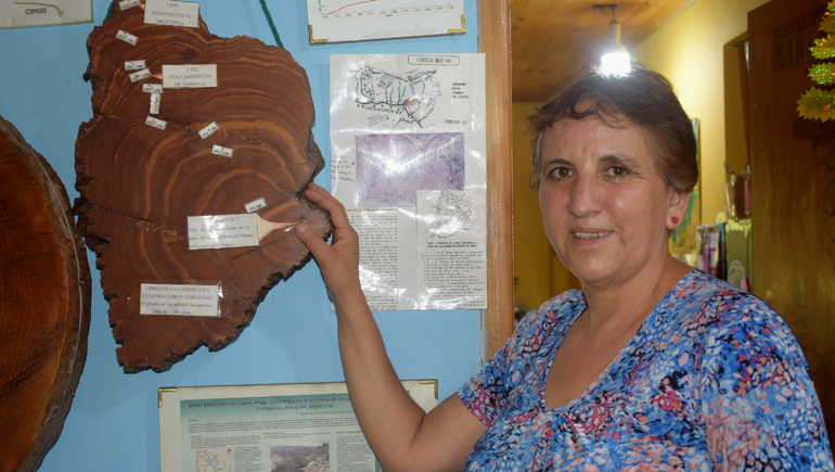 La vida de los árboles de 1200 años se cuenta en el museo de Huinganco