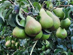 España recupera volúmenes de producción de peras para la presente tempórada. España recupera volúmenes de producción de peras para la presente tempórada.