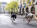 El insólito episodio en el centro de Londres, donde los caballos corrieron y asustaron a la gente.
