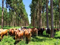 La inflación de noviembre encontró en la carne su principal impulso, con subas muy superiores al promedio. La inflación de noviembre encontró en la carne su principal impulso, con subas muy superiores al promedio.