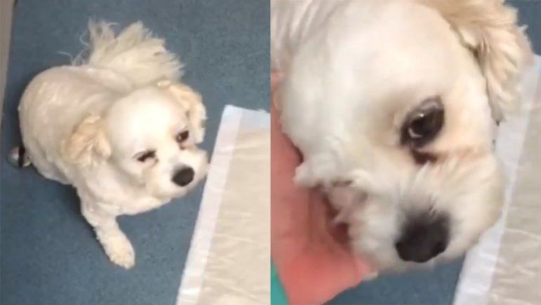 Un perrito comió una galletita con marihuana y la pasó mal