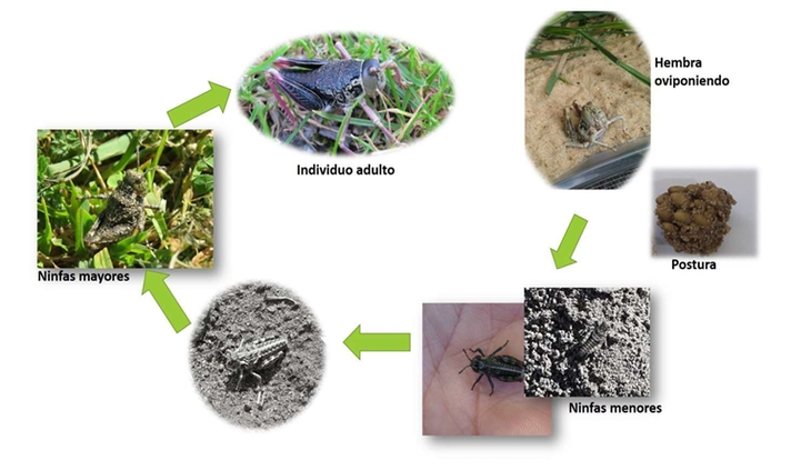 Ciclo de vida general de tucura sapo (Fuente: Dra.Yanina Mariottini - CONICET, CCT Tandil). Ciclo de vida general de tucura sapo (Fuente: Dra.Yanina Mariottini - CONICET, CCT Tandil).