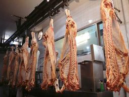 La empresa Swift anunció el envío de carne con hueso hacia el merado de la Patagonia. La empresa Swift anunció el envío de carne con hueso hacia el merado de la Patagonia.