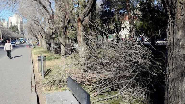 La poda se puede realizar únicamente entre mayo y agosto.
