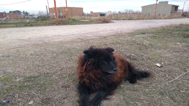 La historia del perro que por amor se quedó solo y en la calle