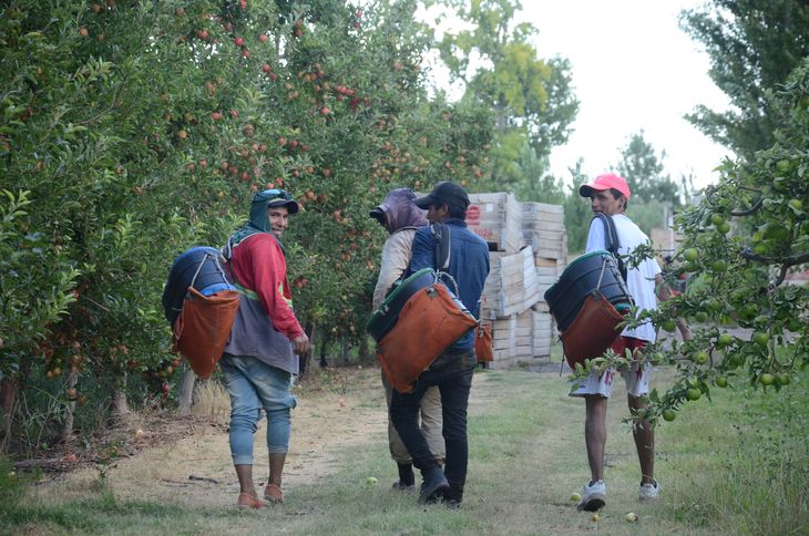 Llegan entre 16 y 18 mil trabajadores al Alto Valle para trabajar en la cosecha. Llegan entre 16 y 18 mil trabajadores al Alto Valle para trabajar en la cosecha.