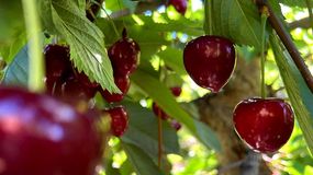 Argentina cierra una positiva temporada de cerezas