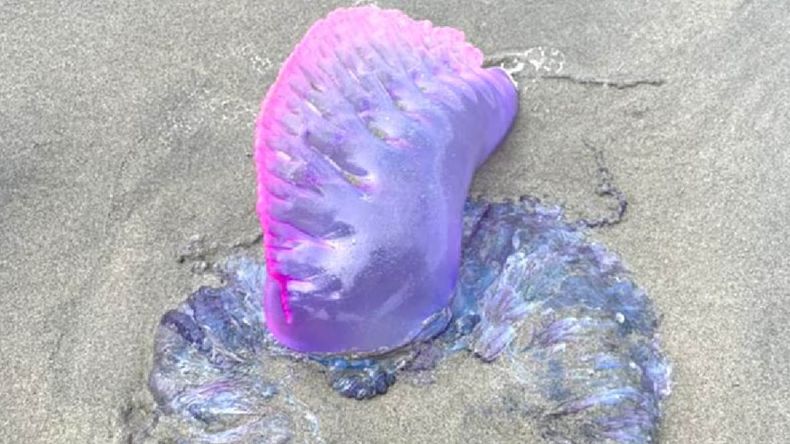 Fragata portuguesa, una especie de medusa que, en contacto con la persona puede llegar a sufrir problemas respiratorios, preocupa a los turistas de Punta del Este. | LM Neuquen Fragata portuguesa, una especie de medusa que, en contacto con la persona puede llegar a sufrir problemas respiratorios, preocupa a los turistas de Punta del Este.