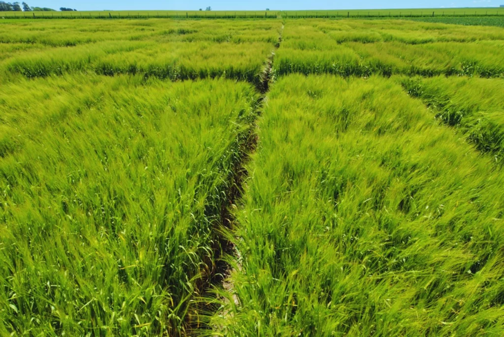 Grano de gran tamaño y alto peso hectolítrico: calidad cervecera superior en Beatriz INTA. Grano de gran tamaño y alto peso hectolítrico: calidad cervecera superior en Beatriz INTA.