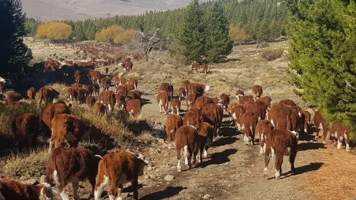 Caivano (Ganadería) confirma 30-35% menos de agua que promedios históricos. Riesgo de faltante de pasturas en veranada por sequía. Caivano (Ganadería) confirma 30-35% menos de agua que promedios históricos. Riesgo de faltante de pasturas en veranada por sequía.